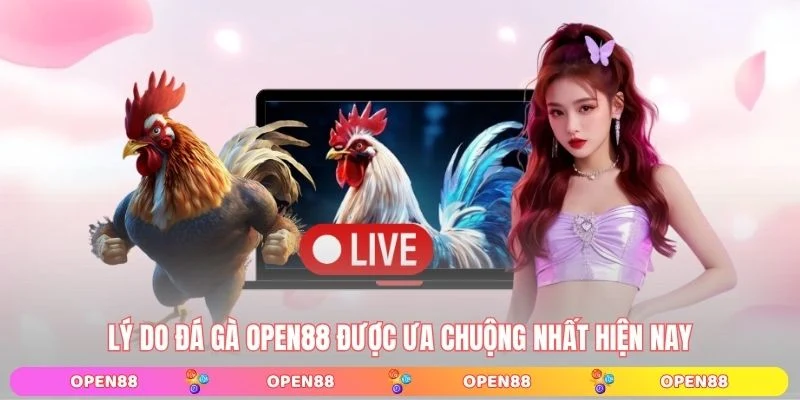 Lý do đá gà OPEN88 được ưa chuộng nhất hiện nay 