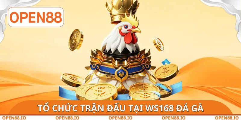 Tổ chức trận đấu tại WS168 đá gà